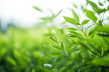 清新的绿叶植被背景图片