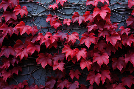 红藤墙壁上的爬藤植物背景