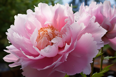 浪漫的粉色花朵背景图片