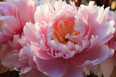漂亮的粉色花朵图片