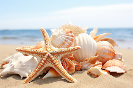 海滩上的海星和贝壳背景图片