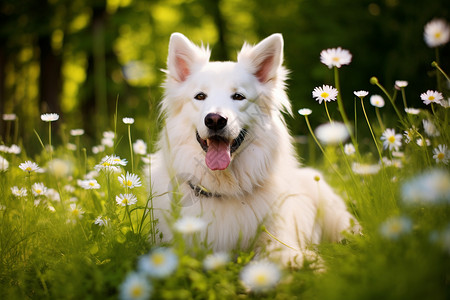 草地中可爱的小狗高清图片