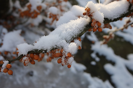 冬季树枝上的冰雪背景图片