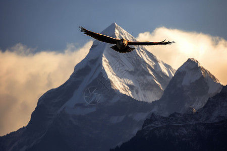 雪山雄鹰山脉上飞行的雄鹰背景