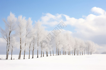 冬季户外的树木图片