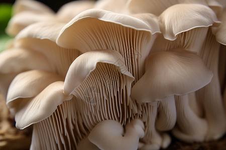 新鲜的食物蘑菇图片