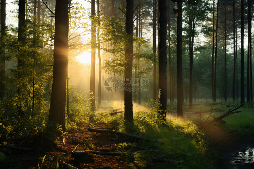 阳光照耀的森林图片