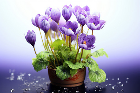 花盆中的紫花图片