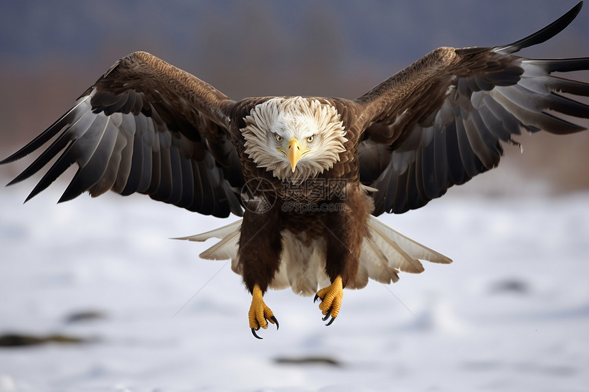 冬季飞翔的秃鹰图片