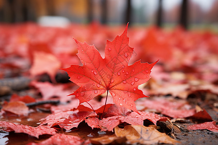 秋季的红叶图片