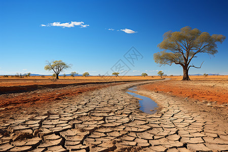 干旱大地中的树图片