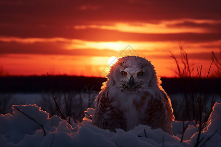 雪地上有只可爱的雪鸮图片