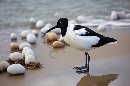 海边的鸟类和鸟蛋图片
