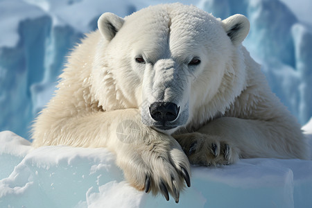 冰雪中的北极熊背景图片