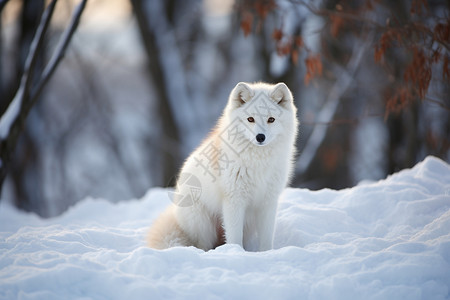 冬日森林中的狐狸背景图片
