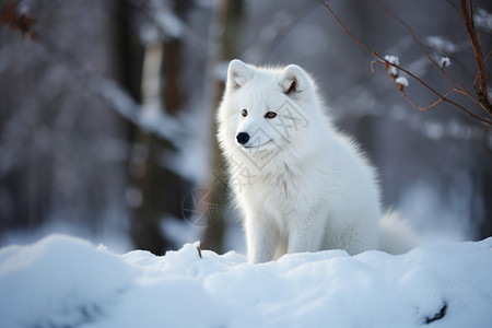 冬日雪地的可爱狐狸背景图片
