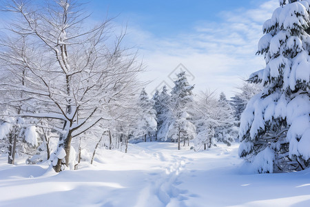 冬天森林中的雪景图片