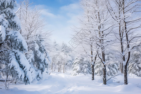 森林的树上落满了雪高清图片