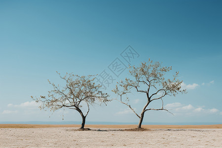 土地上的苹果树图片