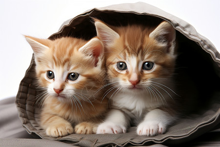 两只小猫咪在袋子里图片