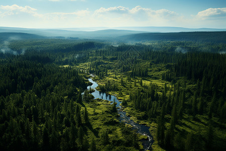 河畔间一片茂密树林高清图片
