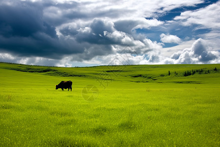绿色草原中的牛图片