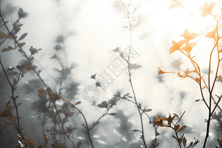 阳光下的树枝树叶图片