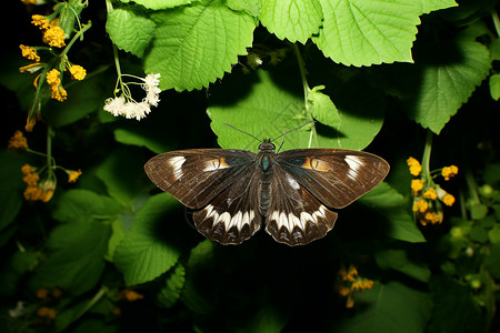 草丛中的蝴蝶背景图片