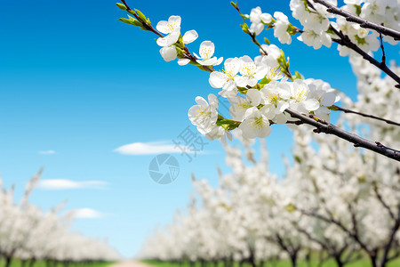 白绿色线条梦幻白花海背景