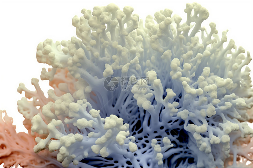 海洋中的白色珊瑚图片