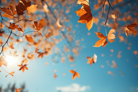 秋天中的树叶图片