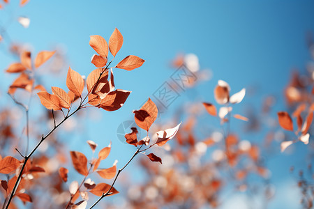 秋日飘落的枫叶背景图片