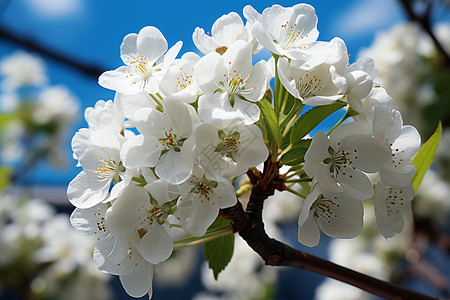 盛开的梨花背景图片