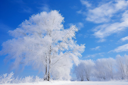 雪地的树林结霜的树高清图片
