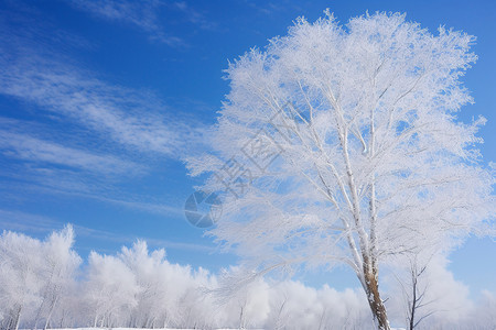 孤立雪原的一棵白树高清图片