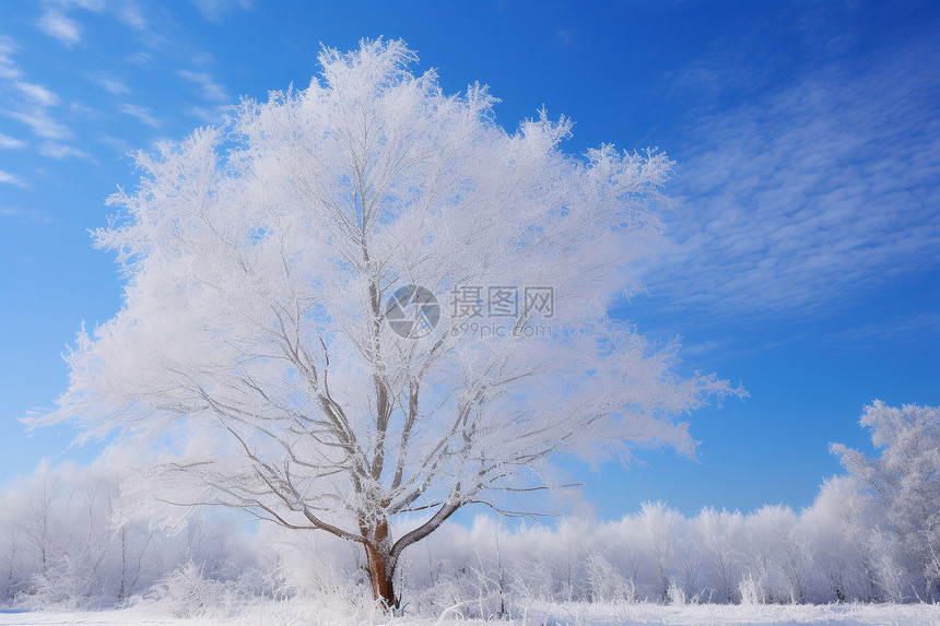 雪地的一棵树图片
