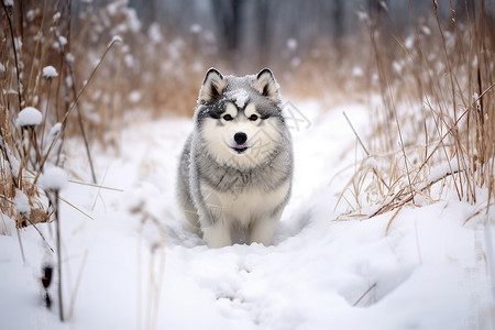 一只可爱的雪橇犬背景图片