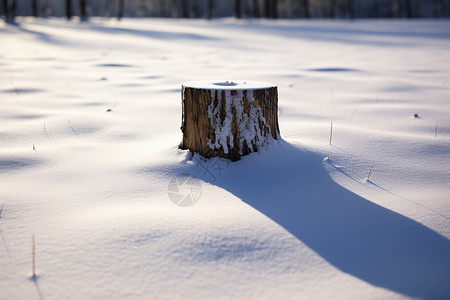 冬日木桩图片