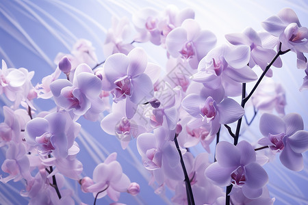 紫色兰花背景图片