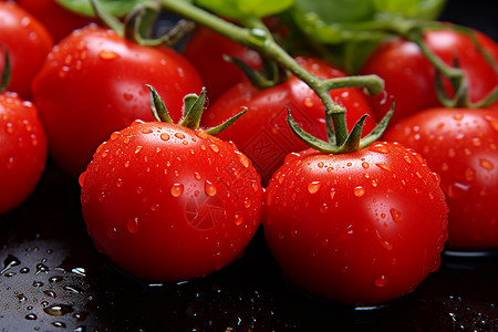 一组番茄一组西红柿高清图片