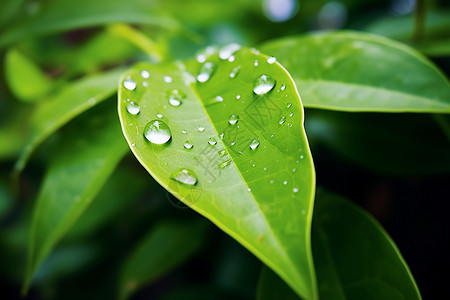 叶子上的雨滴背景图片