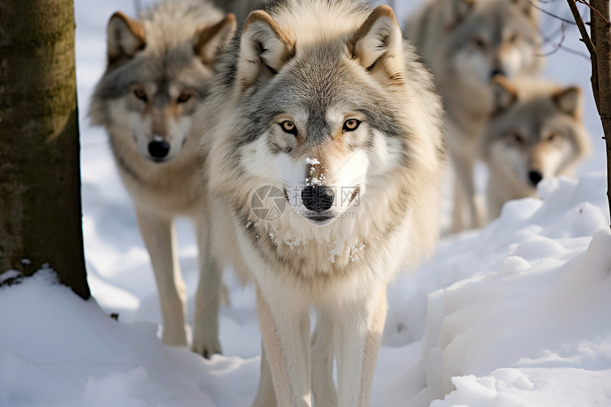 冬季森林里的一群狼图片
