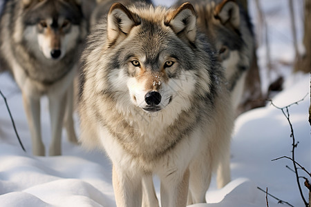 冬天的狼图片