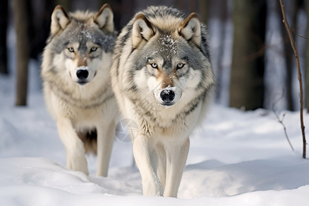 冰雪季节的狼群图片