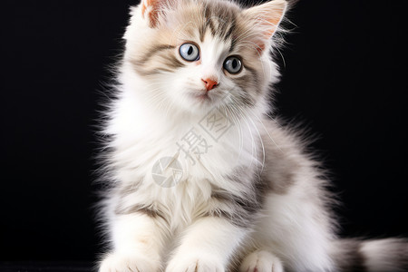 白色毛茸茸的小猫图片