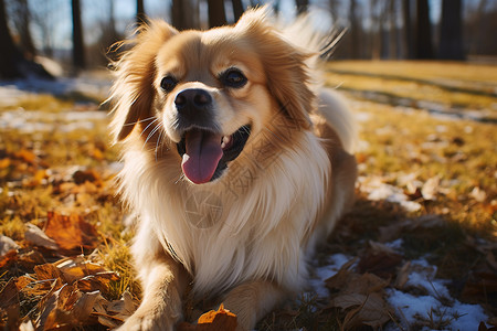 秋日欢乐犬图片
