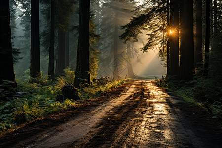 阳光照在森林小路上图片