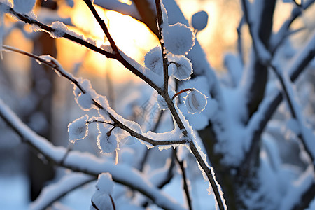 冬日覆雪的树枝图片