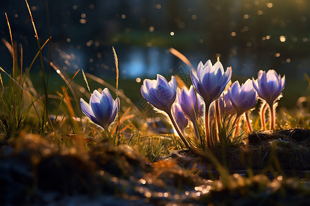 夜晚蓝色花朵夜晚池塘边的紫色野花背景