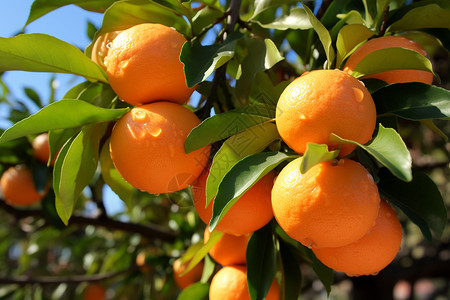 果园的橙子农业橙子树高清图片
